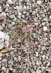 Eriogonum rotundifolium