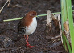 Laterallus leucopyrrhus