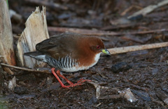 Laterallus leucopyrrhus