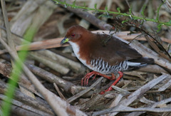 Laterallus leucopyrrhus