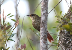 Syndactyla rufosuperciliata