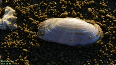 Solecurtus divaricatus