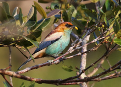 Chestnut-Backed Tanager photo 4