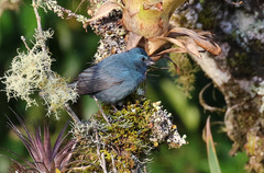Cyanoloxia glaucocaerulea