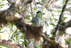Batara cinerea