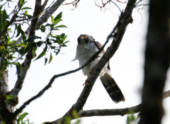 Accipiter poliogaster