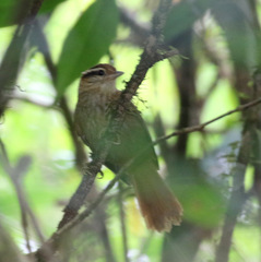 White-Browed Foliage-Gleaner photo 2