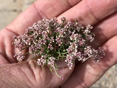 Eriogonum rotundifolium
