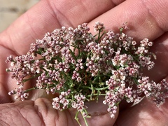 Eriogonum rotundifolium
