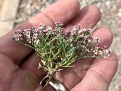 Eriogonum rotundifolium