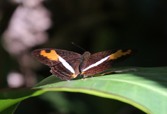 Adelpha cocala