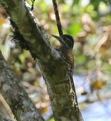 Dryobates spilogaster