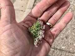 Eriogonum rotundifolium