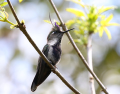 Stephanoxis loddigesii