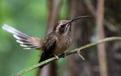 Phaethornis squalidus