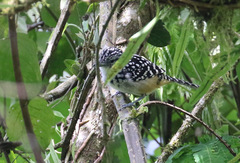 Hypoedaleus guttatus