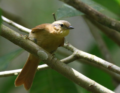 Anabacerthia lichtensteini