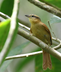 Anabacerthia lichtensteini
