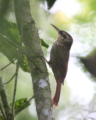 Xiphorhynchus fuscus