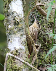 Xiphorhynchus fuscus