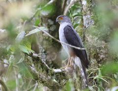 Accipiter bicolor