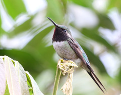 Calliphlox amethystina