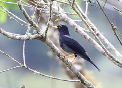 Turdus flavipes