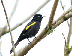 Cacicus chrysopterus