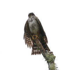 Accipiter striatus erythronemius