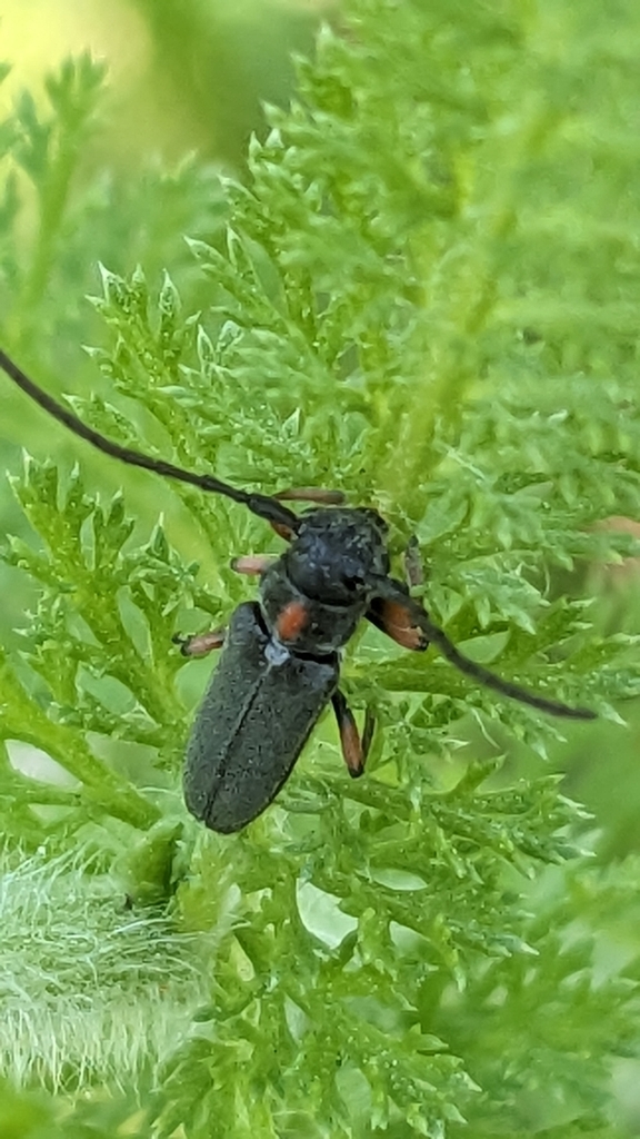 Phytoecia pustulata