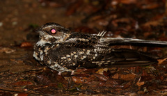 Macropsalis forcipata