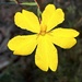 Hibbertia nematophylla - Photo (c) prossington, μερικά δικαιώματα διατηρούνται (CC BY-NC)
