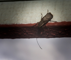 Ancylotropis waterhousei