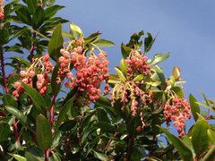 Arbutus × andrachnoides