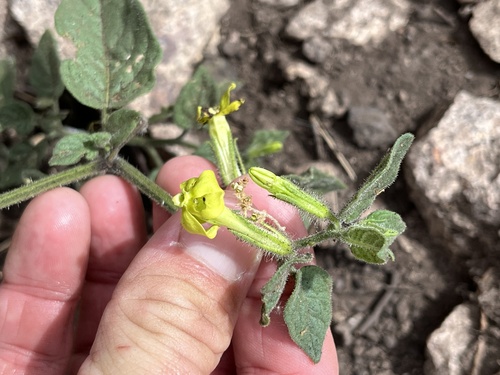 Trans-Pecos Stinkleaf (Nectouxia formosa)