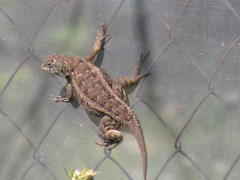 Sceloporus horridus