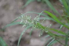 Eragrostis minor