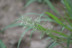 Eragrostis minor