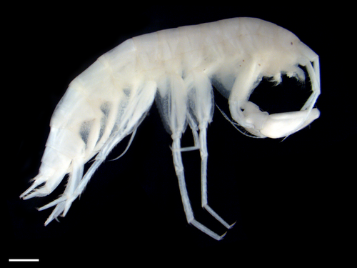 Crangonyx grandimanus
