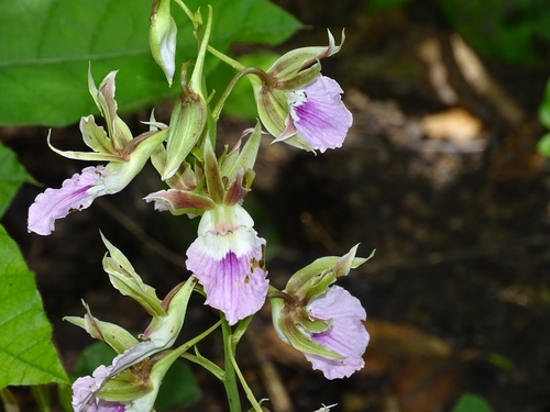 Eulophia guineensis