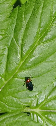kohútik pestrý (Oulema melanopus)
