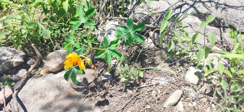 Wright's yellowshow (Cochlospermum wrightii)