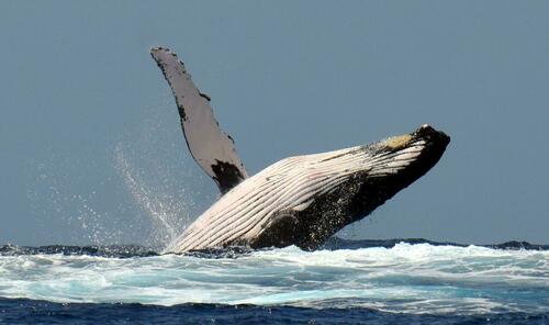 Humpback whale
