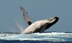 Humpback whale