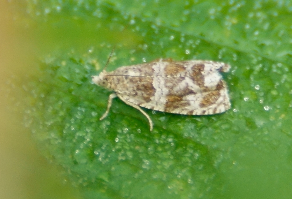 Olethreutes versicolorana