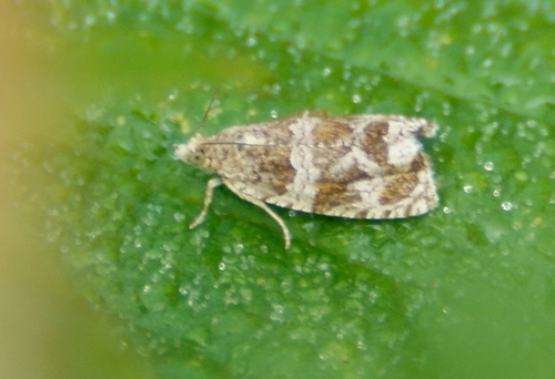 Olethreutes versicolorana