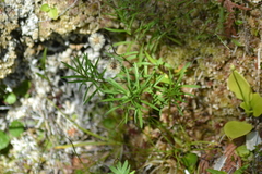 Erigeron hyssopifolius