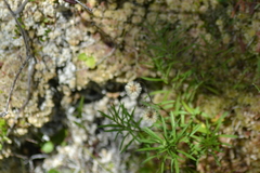 Erigeron hyssopifolius