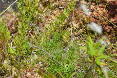 Erigeron hyssopifolius