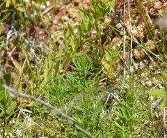 Erigeron hyssopifolius